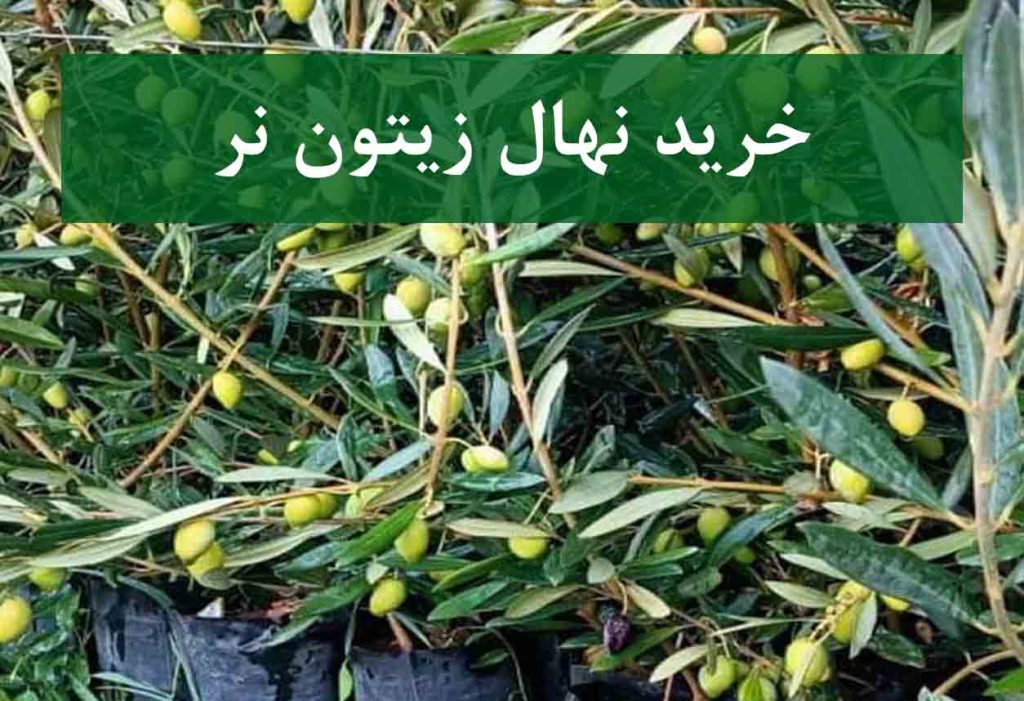 خرید نهال زیتون نر + نهال سالم و پربار