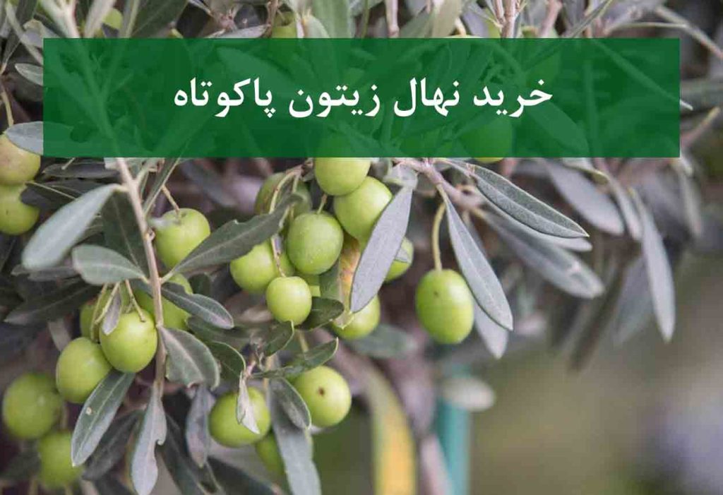 خرید نهال زیتون پاکوتاه + نهال سالم و پربار