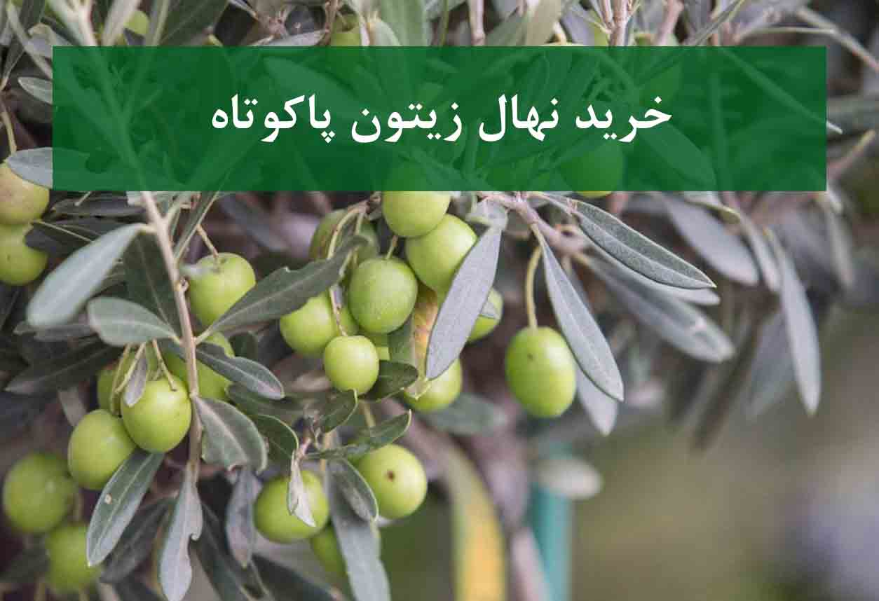 خرید نهال زیتون پاکوتاه + نهال سالم و پربار
