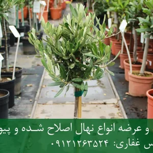 خرید نهال زیتون پاکوتاه گلدانی + نهال سالم و پربار