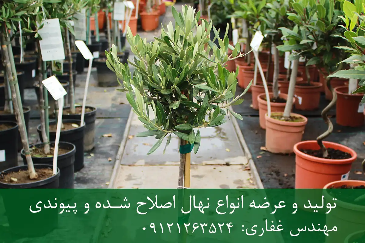 خرید نهال زیتون پاکوتاه گلدانی + نهال سالم و پربار خرید نهال زیتون پاکوتاه گلدانی + نهال سالم و پربار