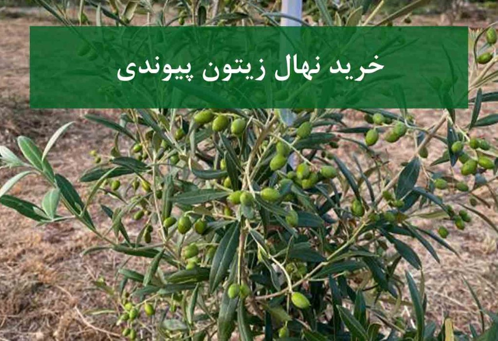 خرید نهال زیتون پیوندی + نهال سالم و پربار