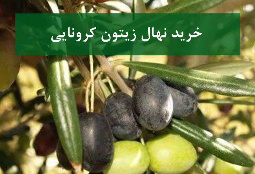 خرید نهال زیتون کرونایکی + نهال سالم و پربار
