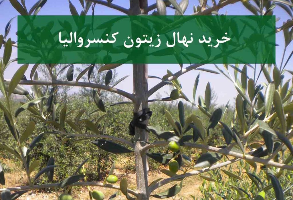 خرید نهال زیتون کنسروالیا + نهال سالم و پربار