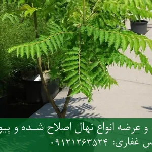خرید نهال سماق زودبازده گلدانی + نهال سالم و پربار