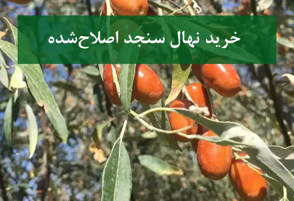 خرید نهال سنجد اصلاح شده + نهال سالم و پربار