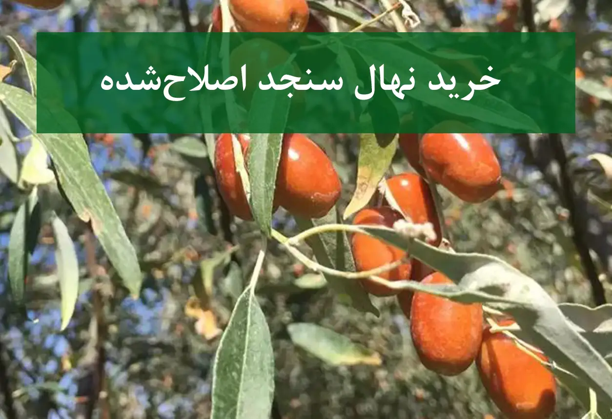 خرید نهال سنجد اصلاح شده + نهال سالم و پربار