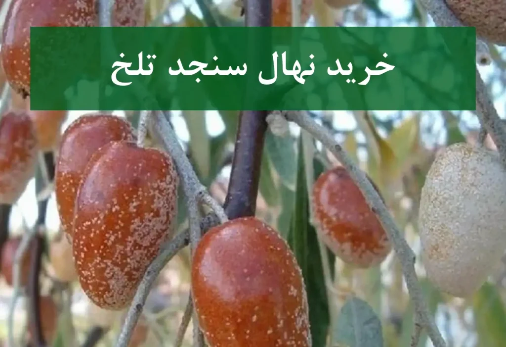 خرید نهال سنجد تلخ + نهال سالم و مقاوم