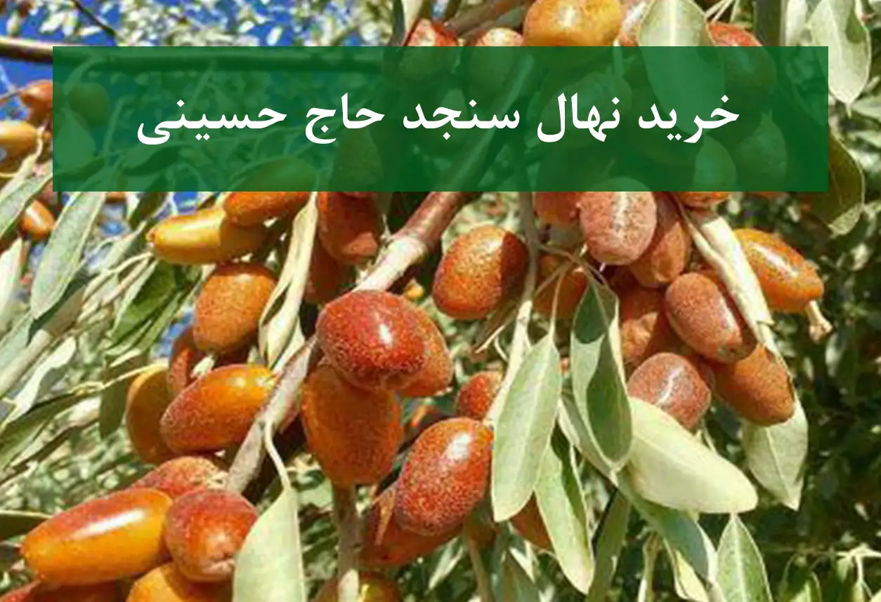خرید نهال سنجد حاج حسینی + نهال سالم و پربار
