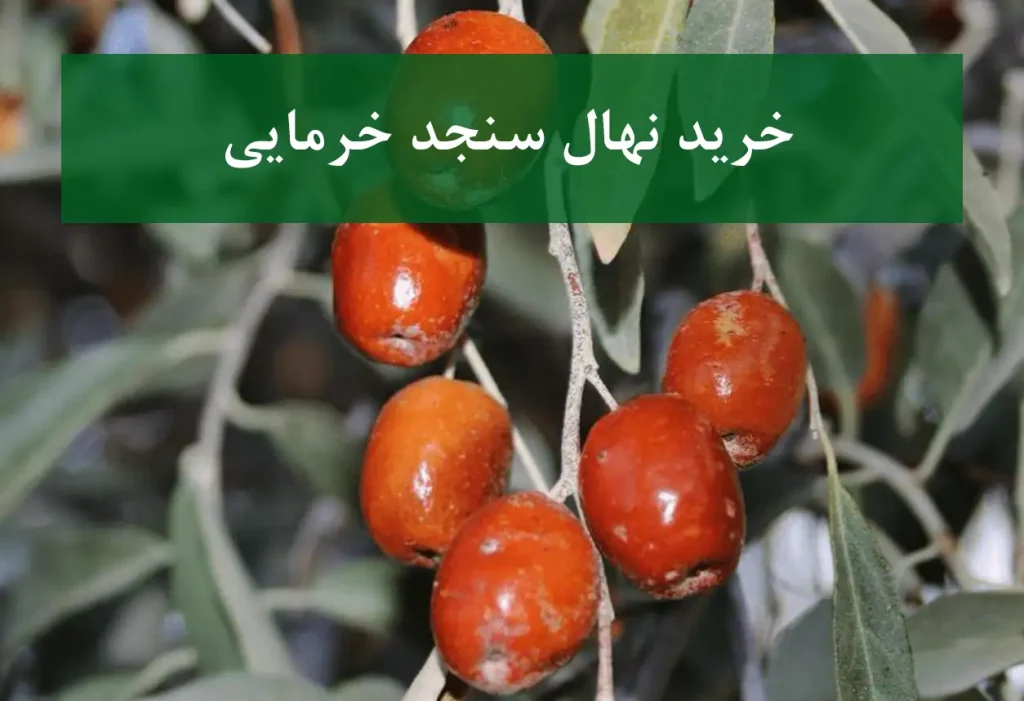 خرید نهال سنجد خرمایی + نهال سالم و پربار