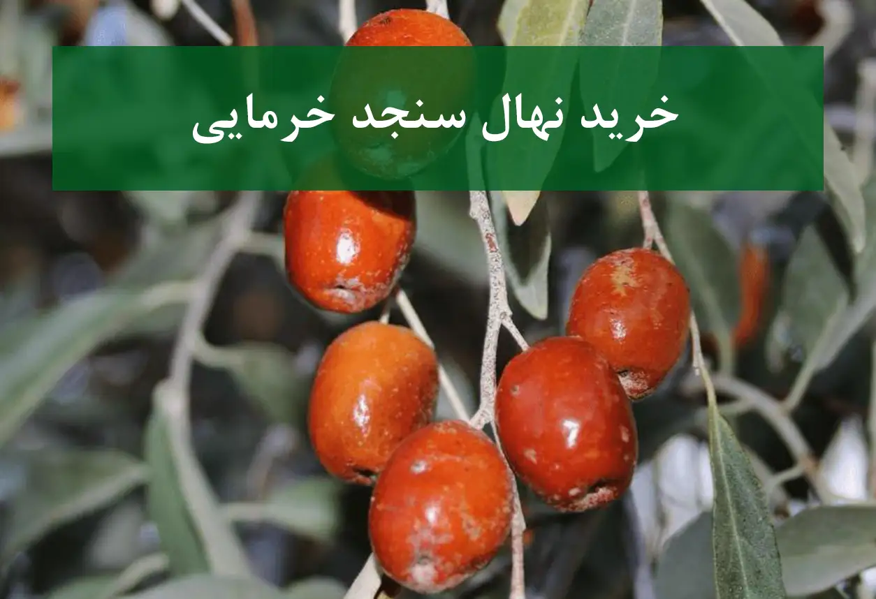 خرید نهال سنجد خرمایی + نهال سالم و پربار