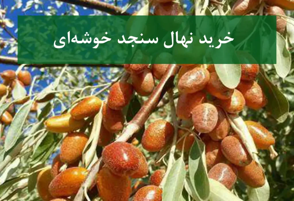 خرید نهال سنجد خوشه‌ای + نهال سالم و پربار