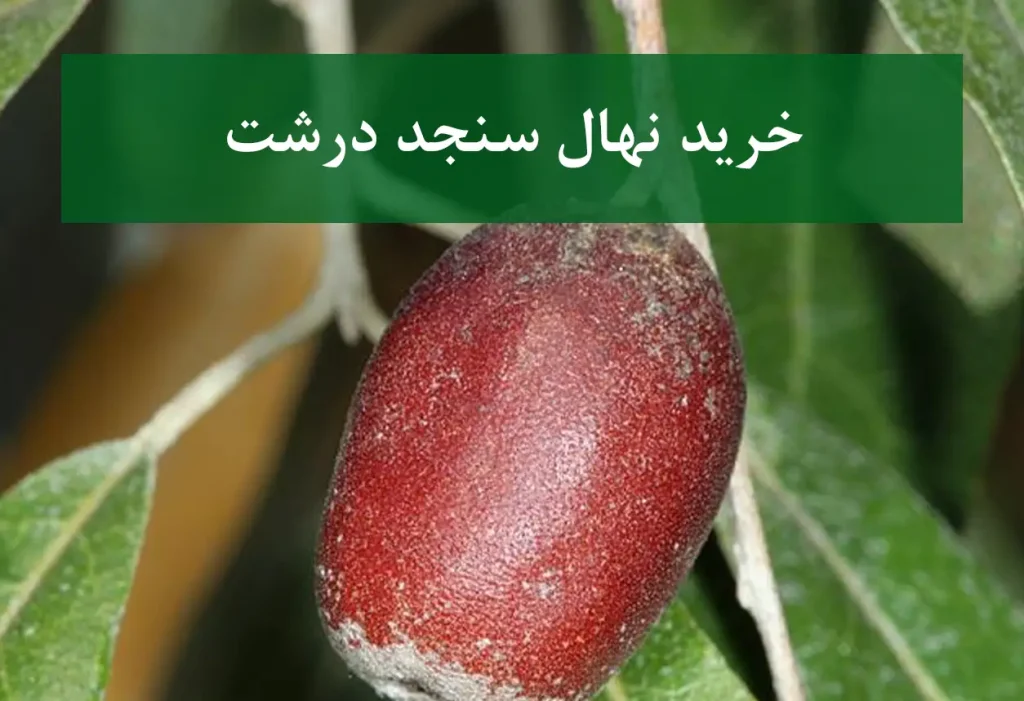 خرید نهال سنجد درشت + نهال سالم و پربار