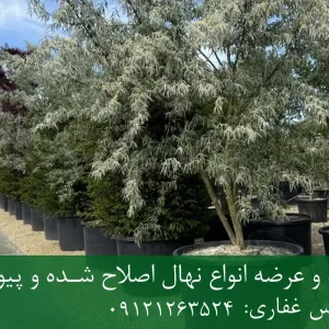 خرید نهال سنجد دیرگل گلدانی + نهال سالم و پربار