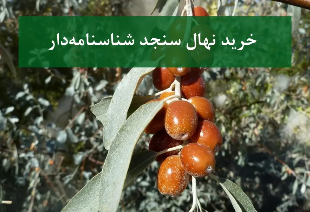 خرید نهال سنجد شناسنامه دار + نهال سالم و باکیفیت