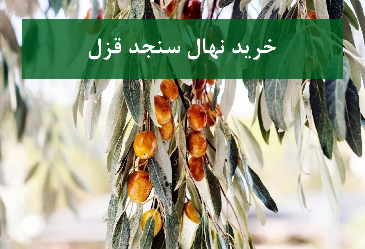 خرید نهال سنجد قزل + نهال سالم و پربار