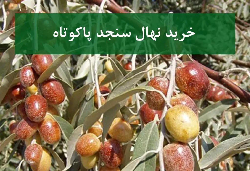 خرید نهال سنجد پاکوتاه + نهال سالم و پربار