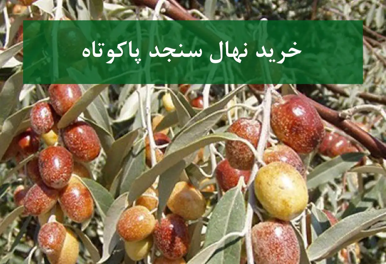 خرید نهال سنجد پاکوتاه + نهال سالم و پربار