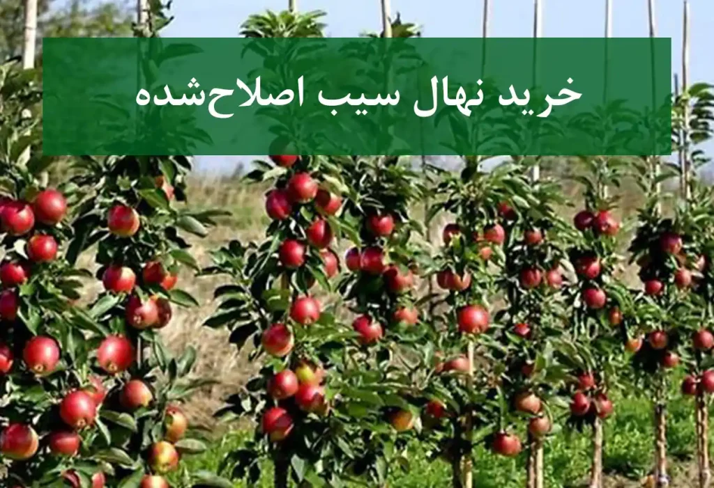 خرید نهال سیب اصلاح شده + نهال سالم و پربار