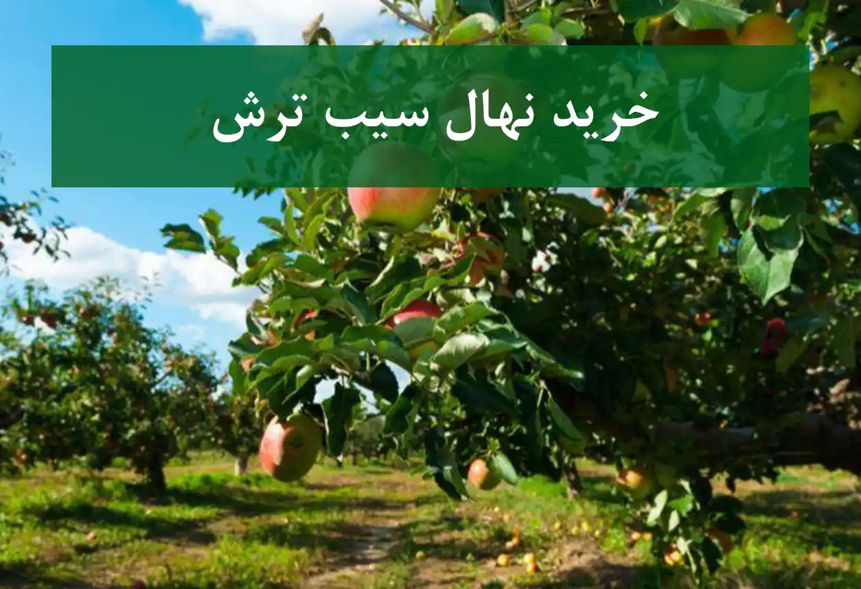 خرید نهال سیب ترش + نهال سالم و پربار