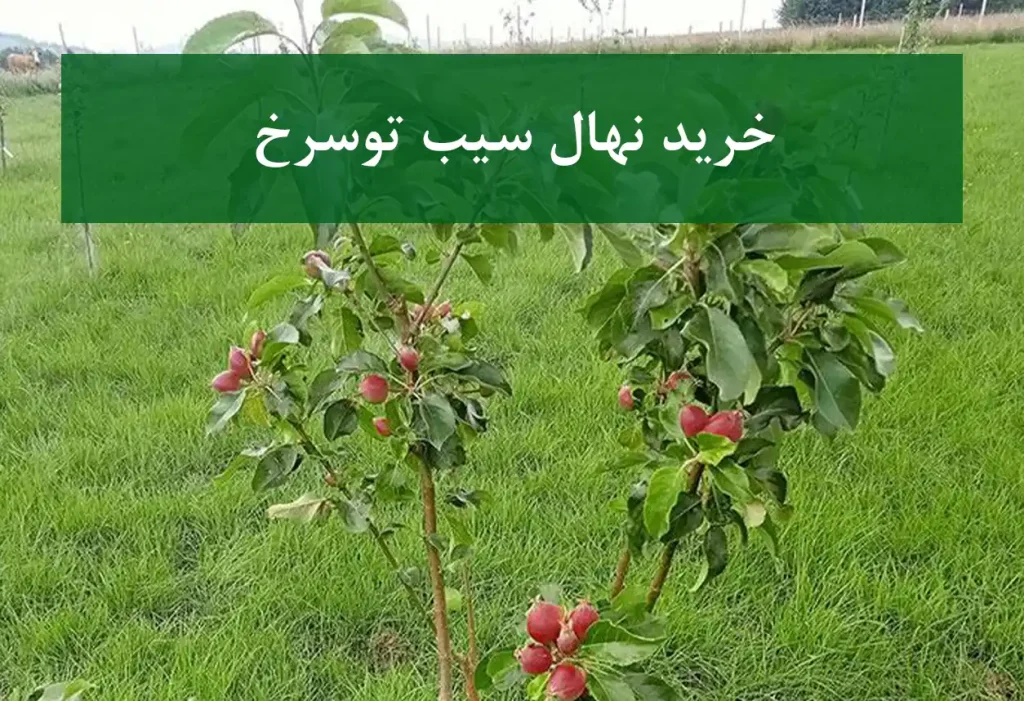 خرید نهال سیب توسرخ + نهال سالم و پربار