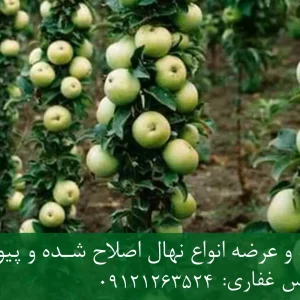 خرید نهال سیب زودبازده گلدانی + نهال سالم و پربار