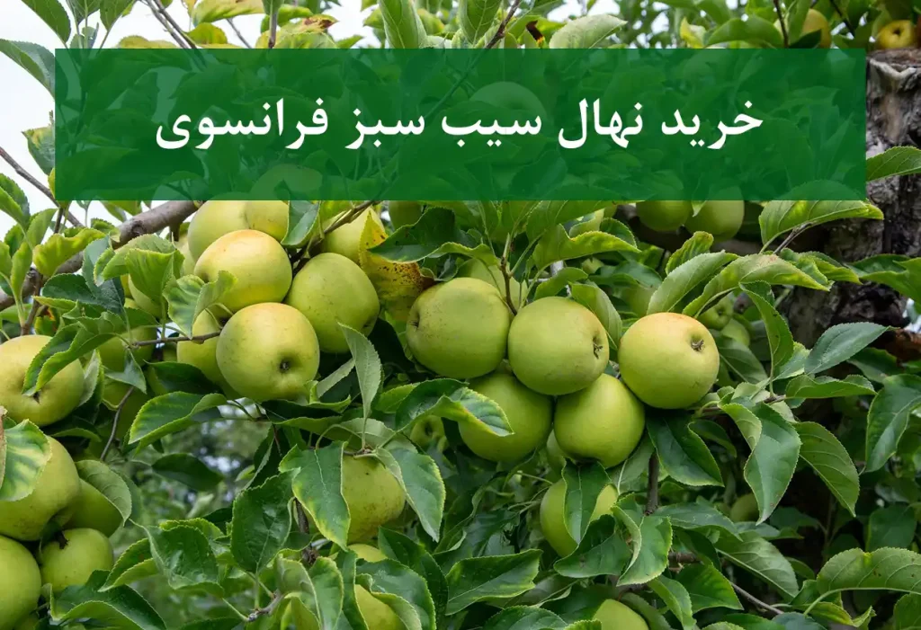 خرید نهال سیب سبز فرانسوی + نهال سالم و پربار