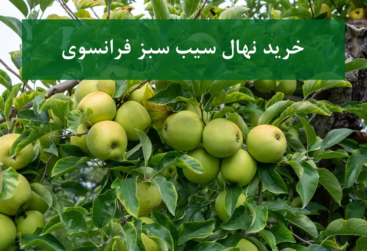 خرید نهال سیب سبز فرانسوی + نهال سالم و پربار