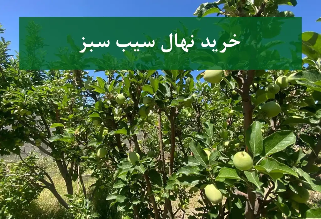 خرید نهال سیب سبز + نهال سالم و پربار