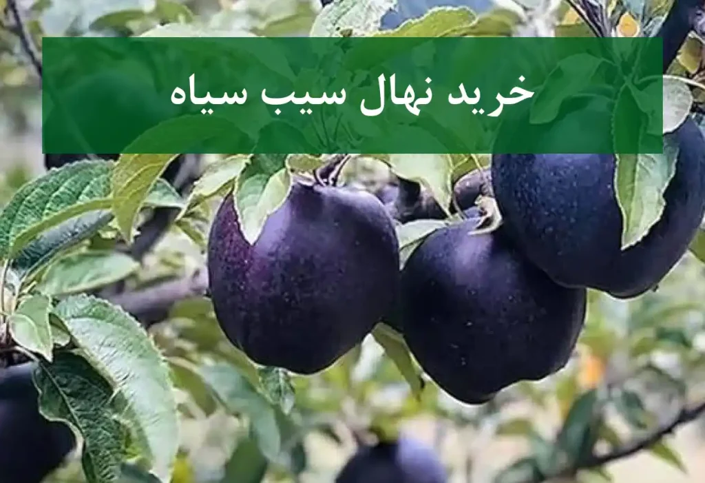 خرید نهال سیب سیاه + نهال سالم و پربار