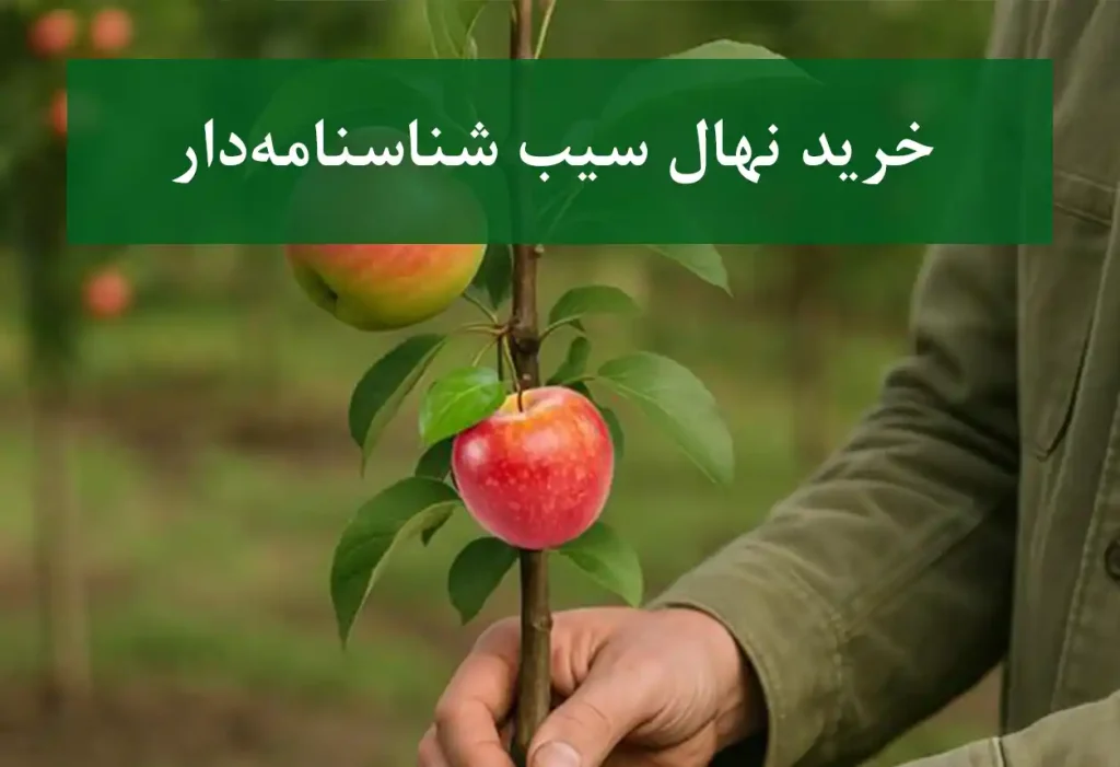 خرید نهال سیب شناسنامه دار + نهال سالم و پربار