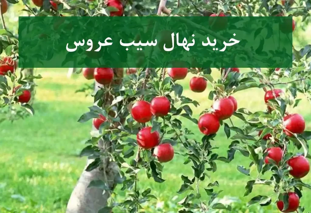 خرید نهال سیب عروس + نهال سالم و پربار