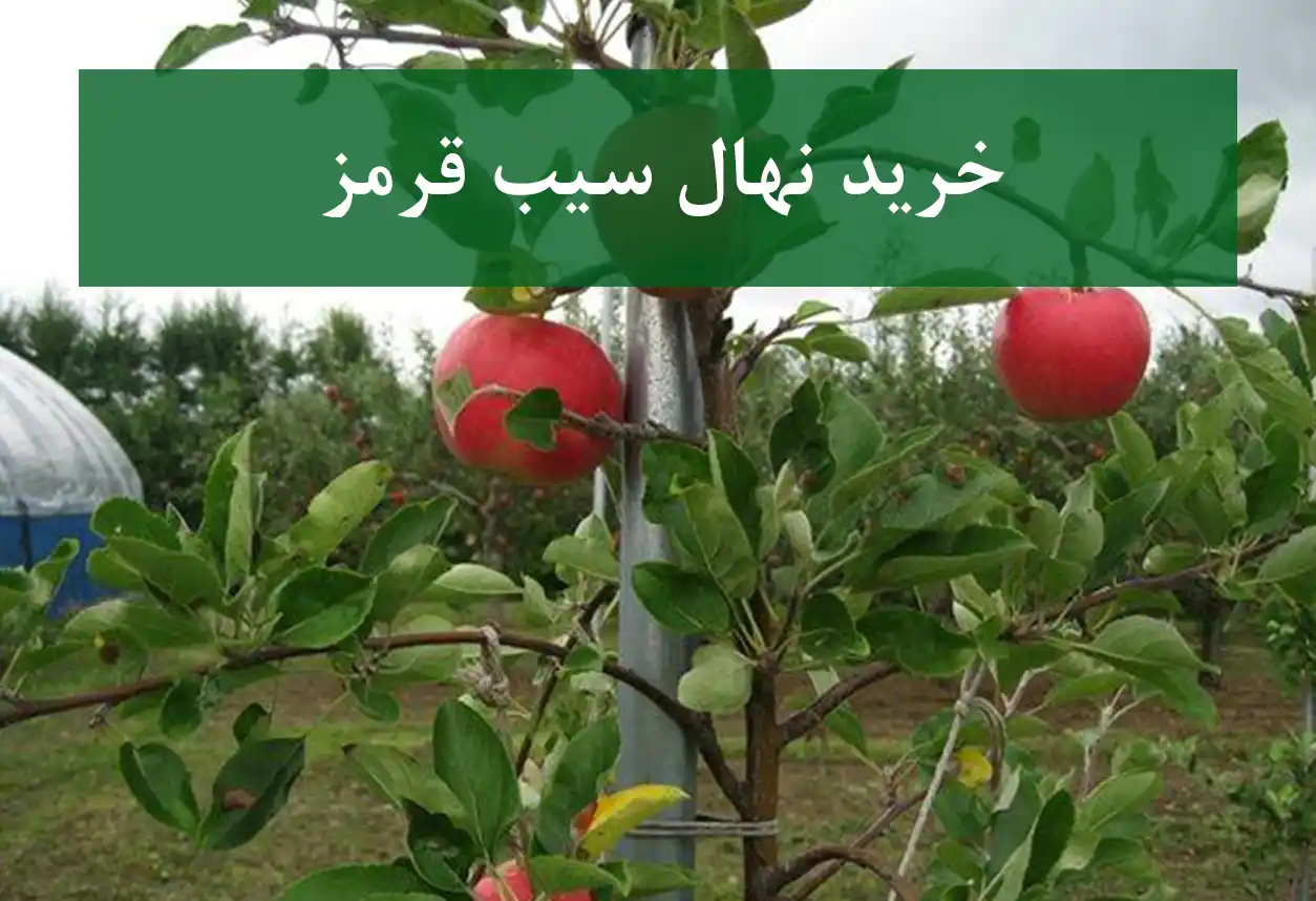 خرید نهال سیب قرمز + نهال سالم و پربار