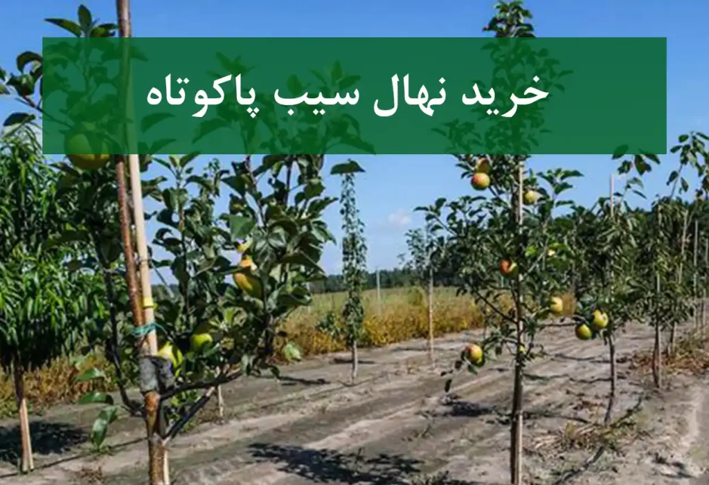 خرید نهال سیب پاکوتاه + نهال سالم و پربار