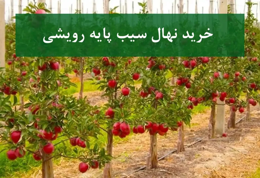 خرید نهال سیب پایه رویشی + نهال سالم و پربار