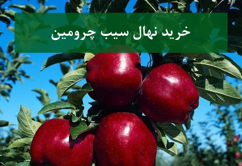 خرید نهال سیب چرومین + نهال سالم و پربار