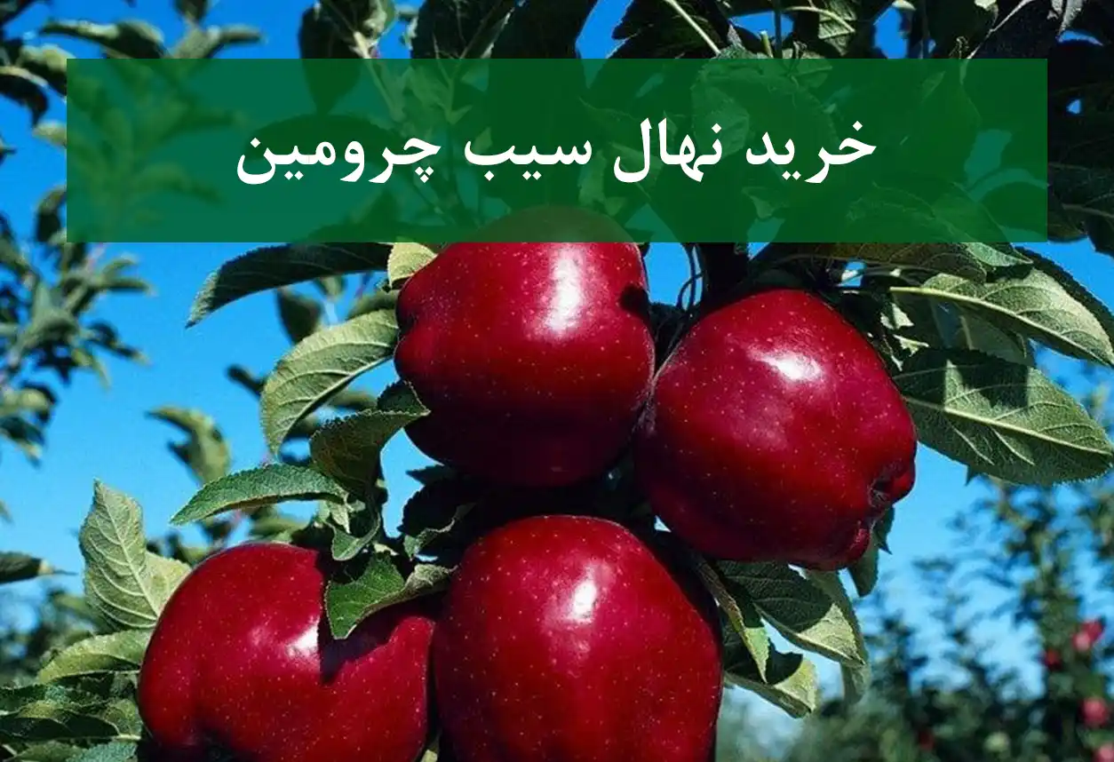 خرید نهال سیب چرومین + نهال سالم و پربار