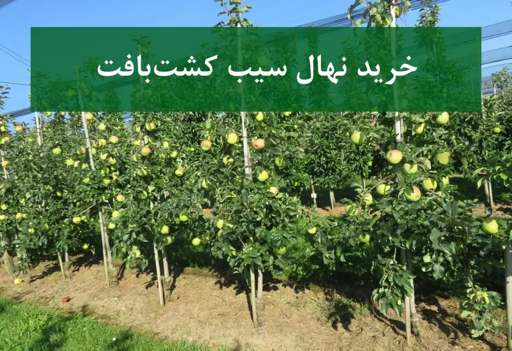 خرید نهال سیب کشت بافت + نهال سالم و پربار