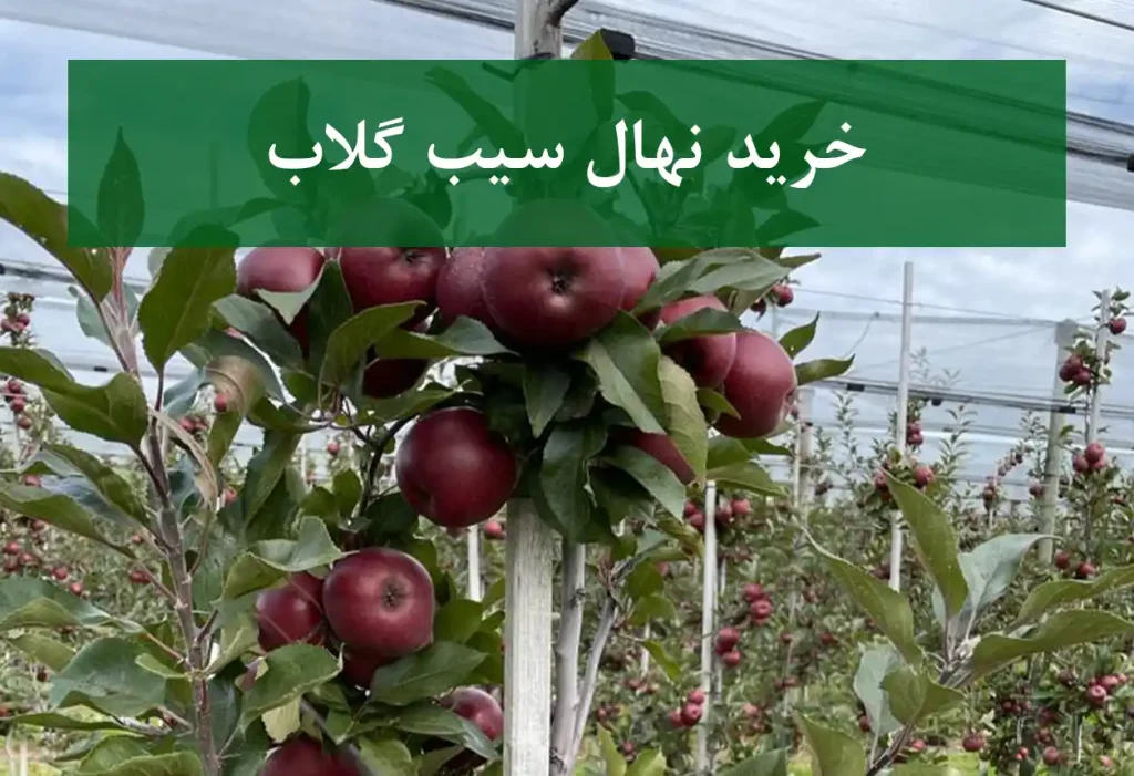 خرید نهال سیب گلاب + نهال سالم و پربار
