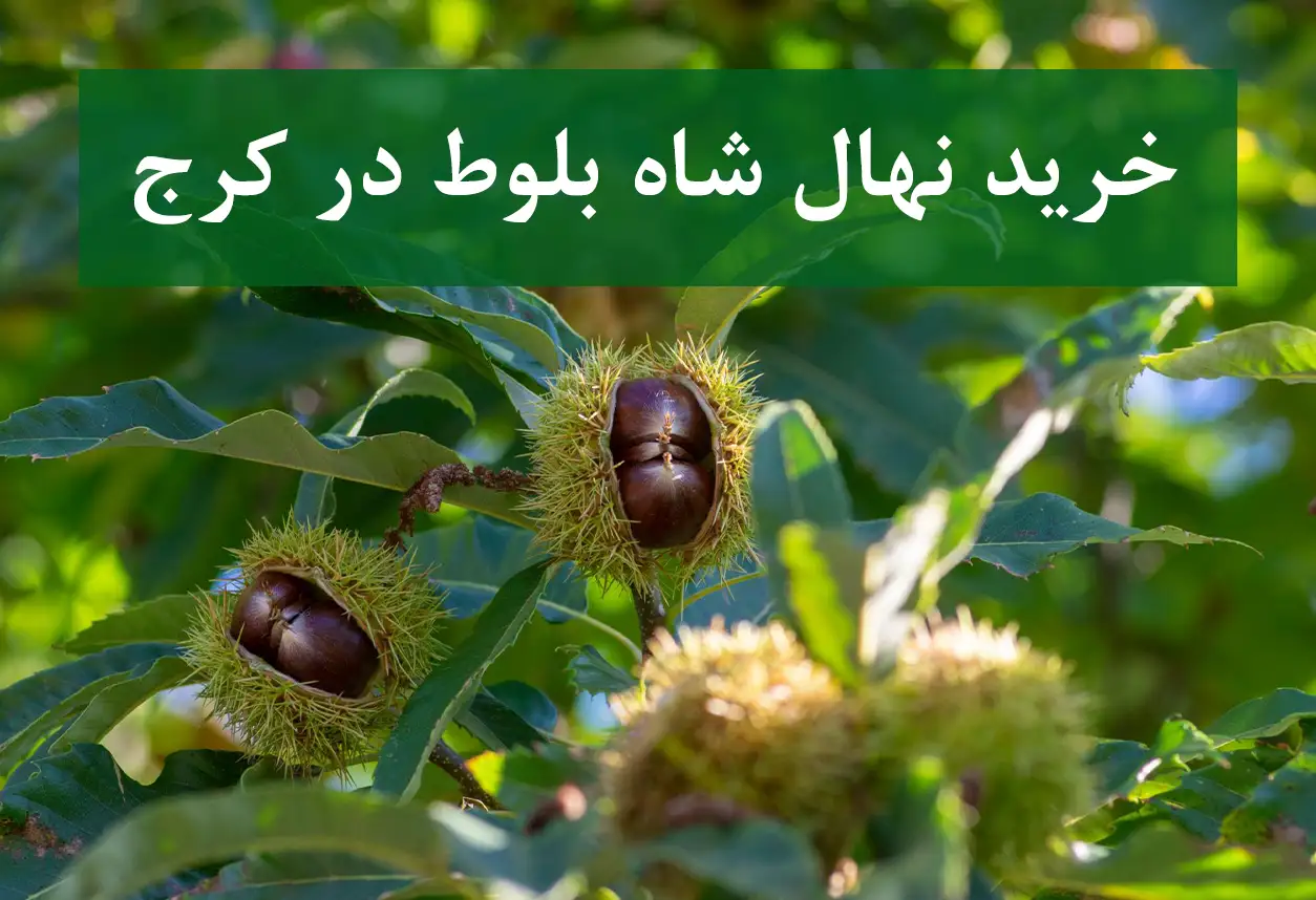 خرید نهال شاه بلوط در کرج + نهال شناسنامه‌دار و اصلاح شده