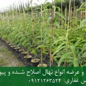 خرید نهال شاه بلوط گلدانی + نهال سالم و پربار