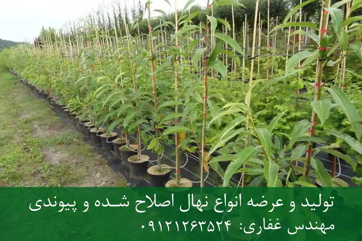 خرید نهال شاه بلوط گلدانی + نهال سالم و پربار خرید نهال شاه بلوط گلدانی + نهال سالم و پربار