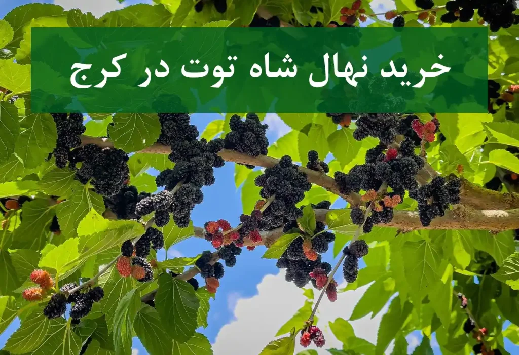خرید نهال شاه توت در کرج + نهال شناسنامه‌دار و اصلاح شده