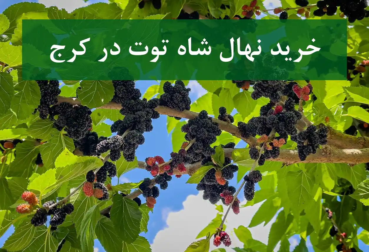 خرید نهال شاه توت در کرج + نهال شناسنامه‌دار و اصلاح شده