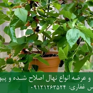 خرید نهال شاه توت پیوندی گلدانی + نهال سالم و پربار