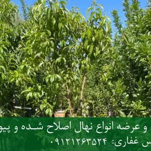 خرید نهال شلیل دیرگل گلدانی + نهال سالم و پربار