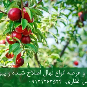 خرید نهال شلیل زودبازده + نهال سالم و پربار