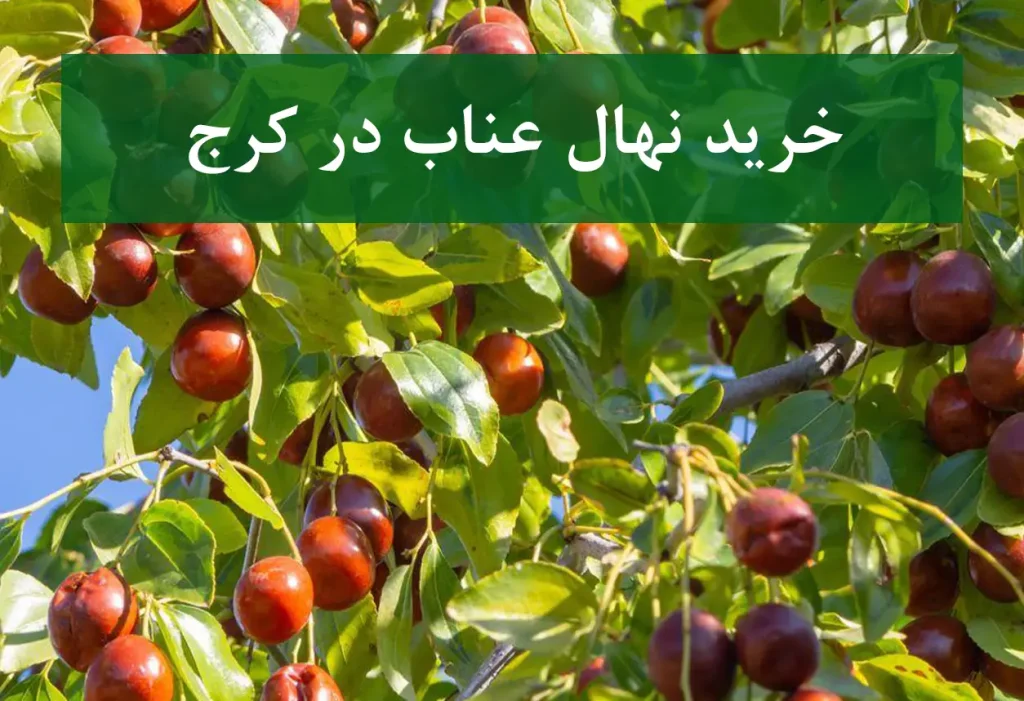 خرید نهال عناب در کرج + نهال عناب مقاوم و باکیفیت
