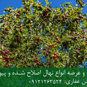 خرید نهال عناب زودبازده + نهال سالم و پربار