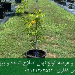 خرید نهال عناب شناسنامه دار گلدانی + نهال سالم و پربار